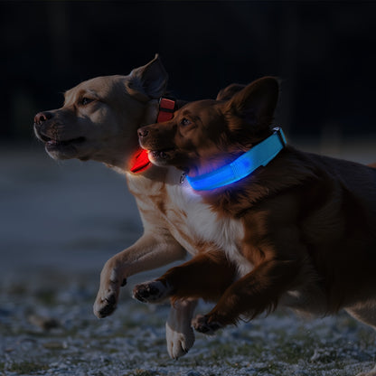 Coleira LED que brilha no escuro para cães pequenos e médios – Mantenha seu animal de estimação seguro e visível durante caminhadas noturnas