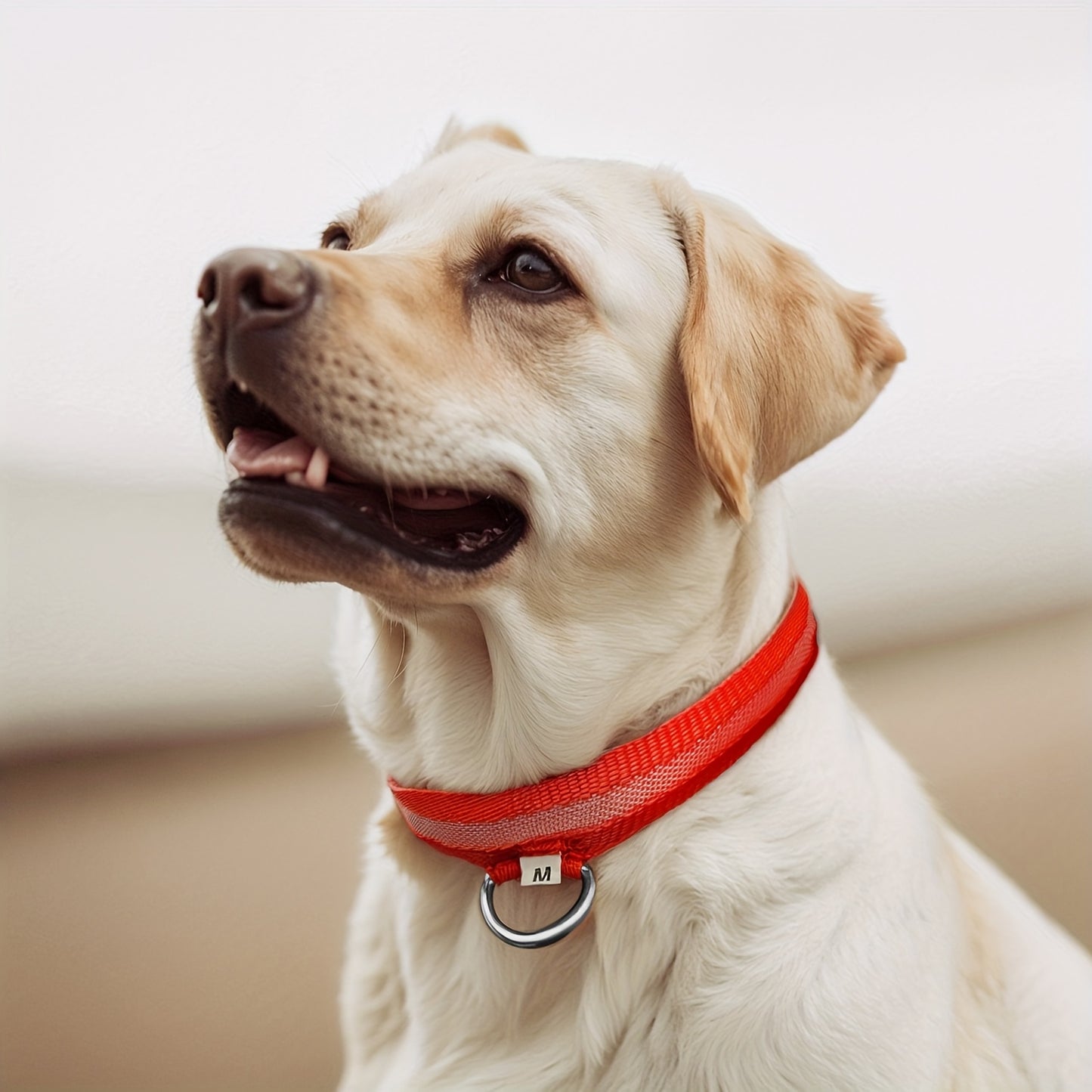 Coleira LED que brilha no escuro para cães pequenos e médios – Mantenha seu animal de estimação seguro e visível durante caminhadas noturnas